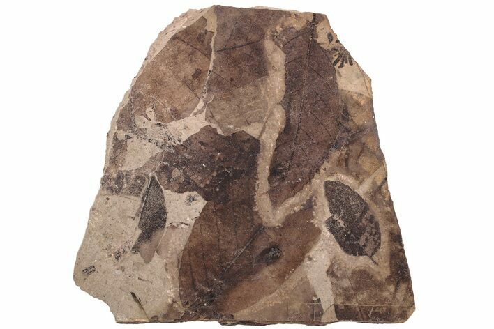 Fossil Leaf Plate - McAbee Fossil Beds, BC #213191